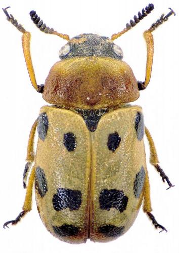Tituboea chobauti